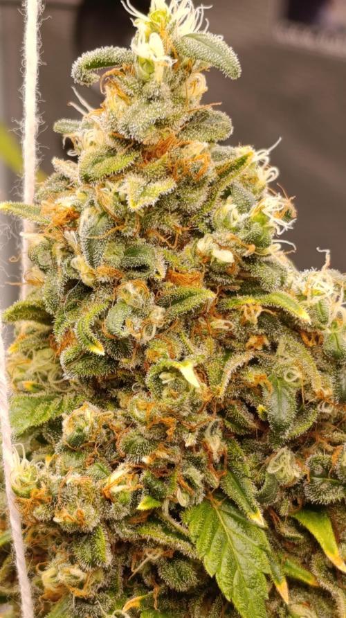 Eternity Grow cup 2026 /Sticky broccoli. Week 17