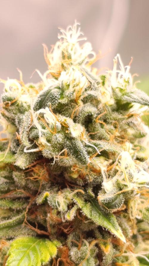 Eternity Grow cup 2026 /Sticky broccoli. Week 17