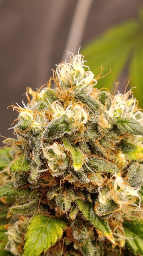 Eternity Grow cup 2026 /Sticky broccoli. Week 17