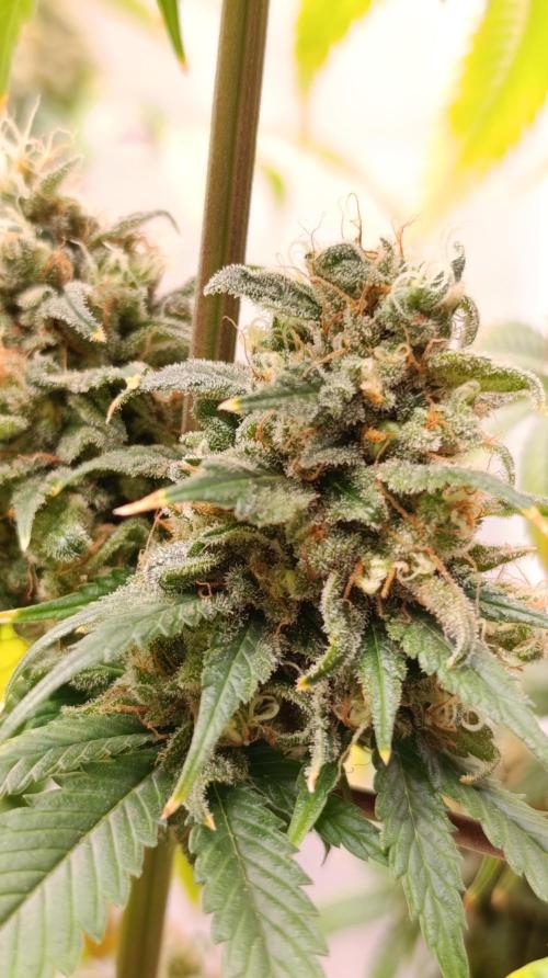Eternity Grow cup 2026 /Sticky broccoli. Week 17