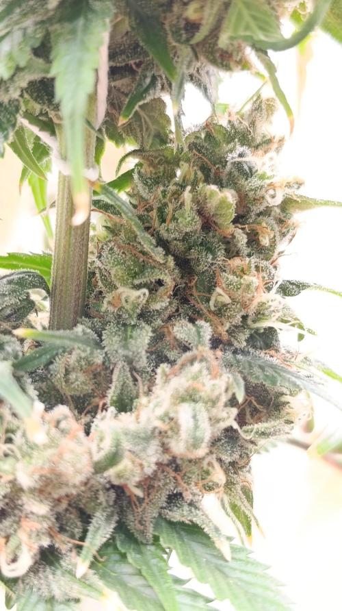 Eternity Grow cup 2026 /Sticky broccoli. Week 17