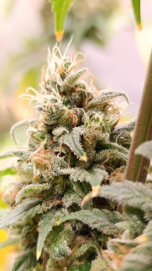 Eternity Grow cup 2026 /Sticky broccoli. Week 17