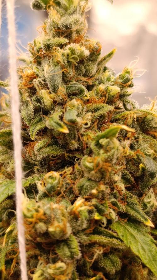 Eternity Grow cup 2026 /Sticky broccoli. Week 17