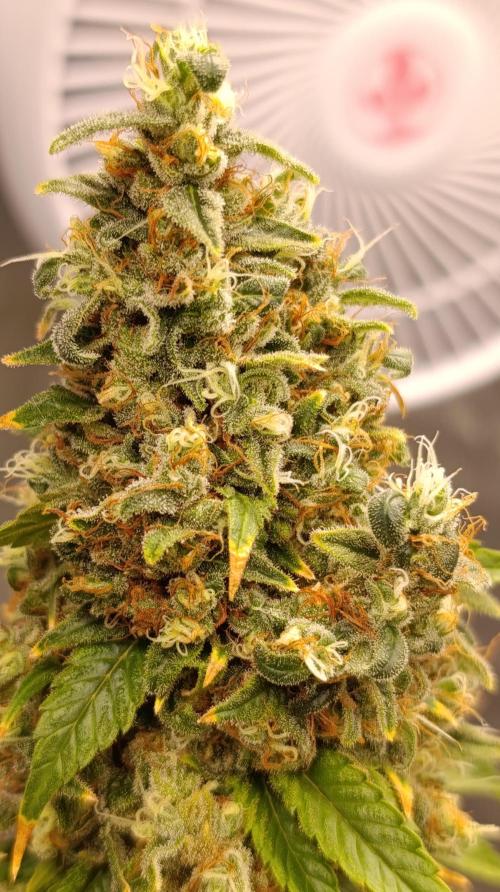 Eternity Grow cup 2026 /Sticky broccoli. Week 17