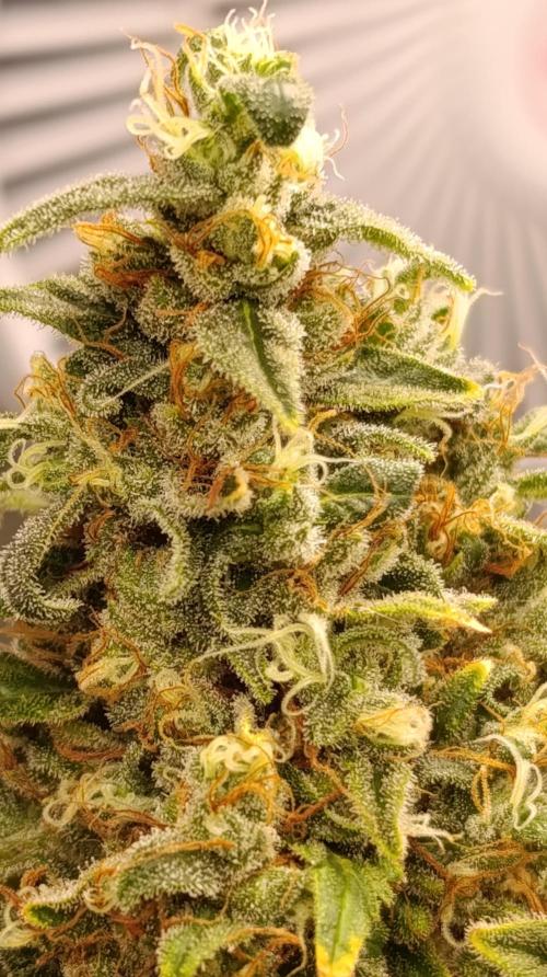 Eternity Grow cup 2026 /Sticky broccoli. Week 17
