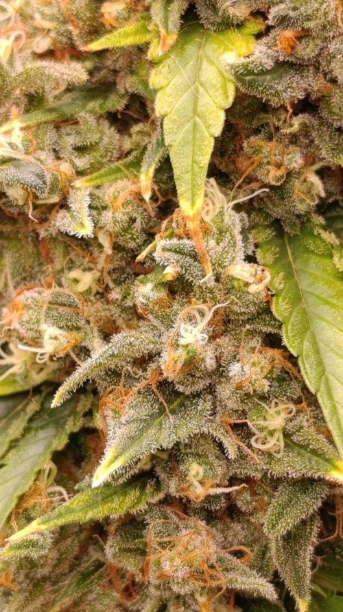 Eternity Grow cup 2026 /Sticky broccoli. Week 17