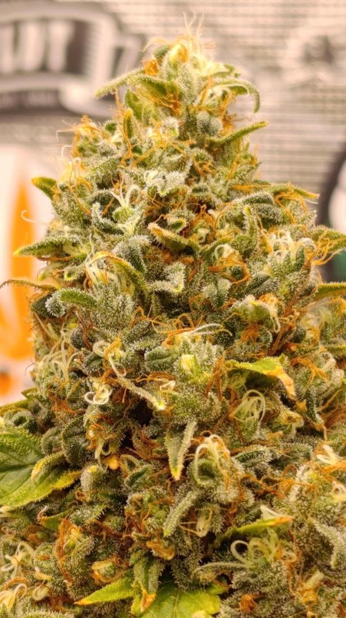 Eternity Grow cup 2026 /Sticky broccoli. Week 17