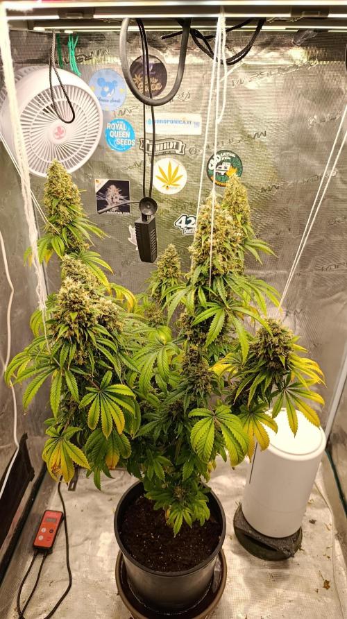 Eternity Grow cup 2026 /Sticky broccoli. Week 17