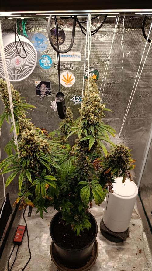 Eternity Grow cup 2026 /Sticky broccoli. Week 17