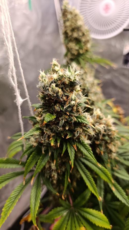 Eternity Grow cup 2026 /Sticky broccoli. Week 17