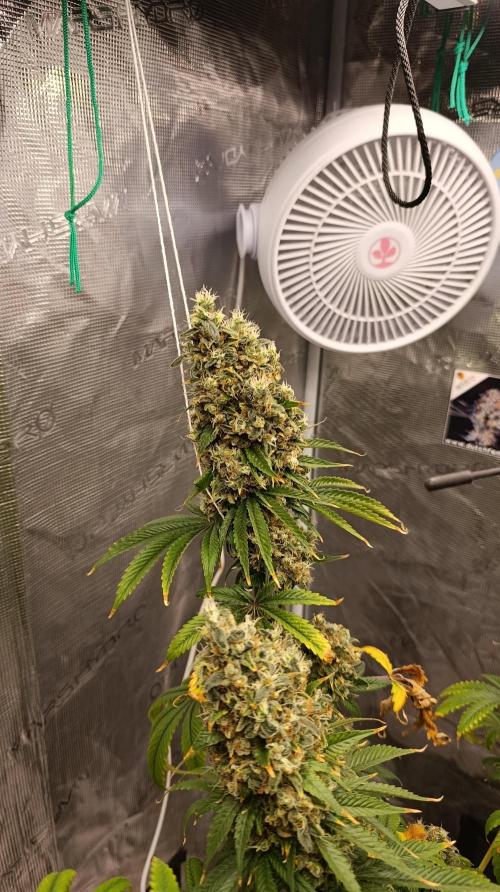 Eternity Grow cup 2026 /Sticky broccoli. Week 17