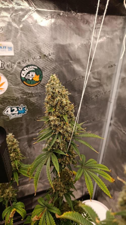 Eternity Grow cup 2026 /Sticky broccoli. Week 17