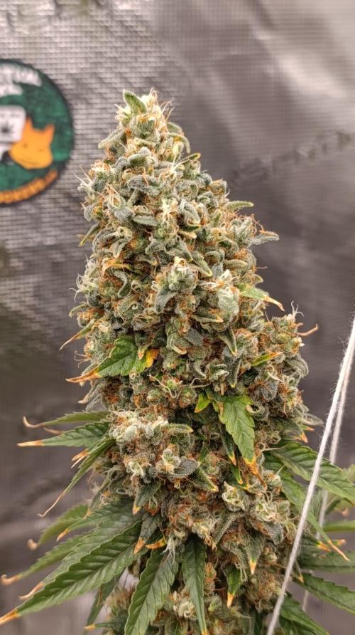 Eternity Grow cup 2026 /Sticky broccoli. Week 17