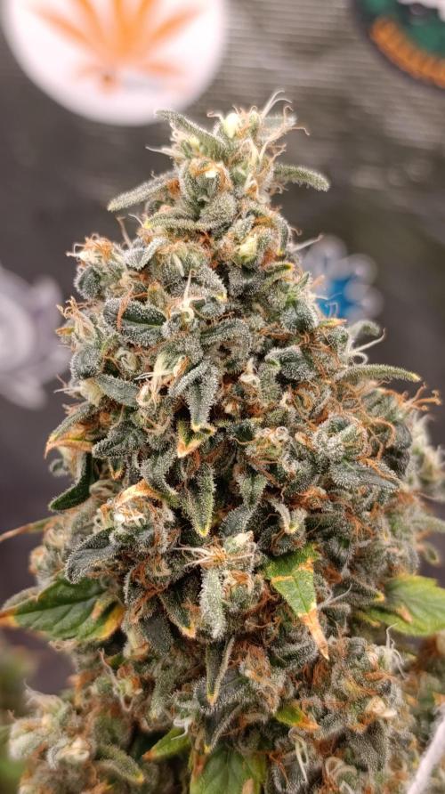 Eternity Grow cup 2026 /Sticky broccoli. Week 17