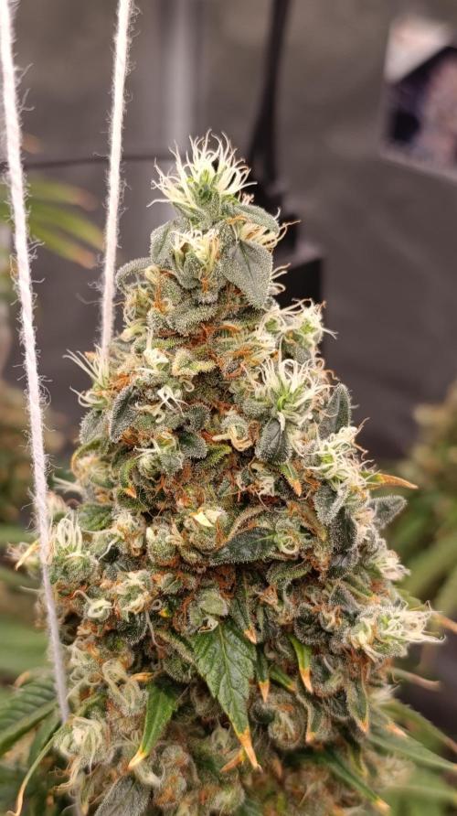 Eternity Grow cup 2026 /Sticky broccoli. Week 17