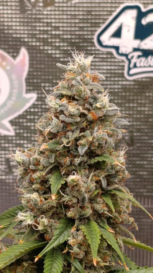 Eternity Grow cup 2026 /Sticky broccoli. Week 17