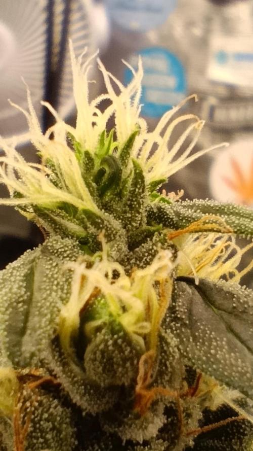 Eternity Grow cup 2026 /Sticky broccoli. Week 17