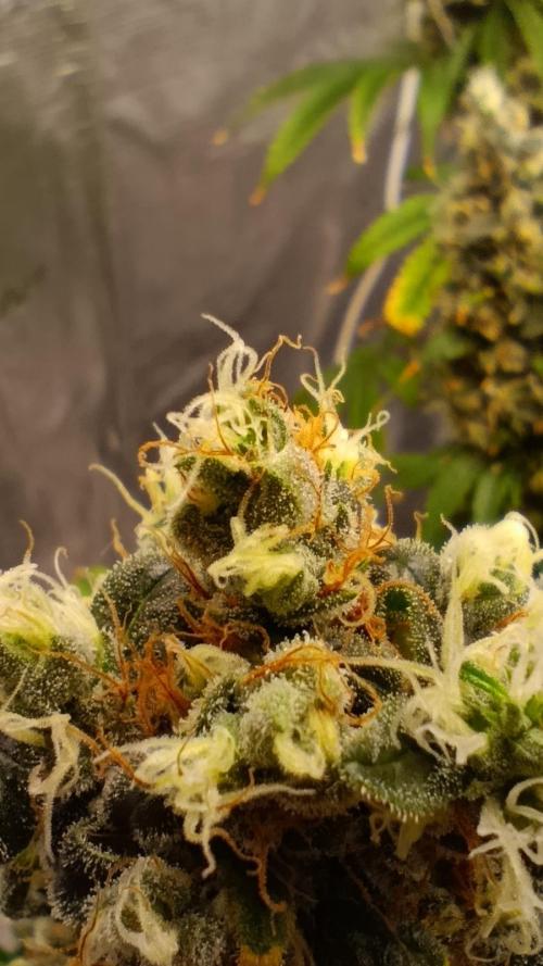 Eternity Grow cup 2026 /Sticky broccoli. Week 17