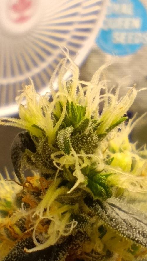 Eternity Grow cup 2026 /Sticky broccoli. Week 17