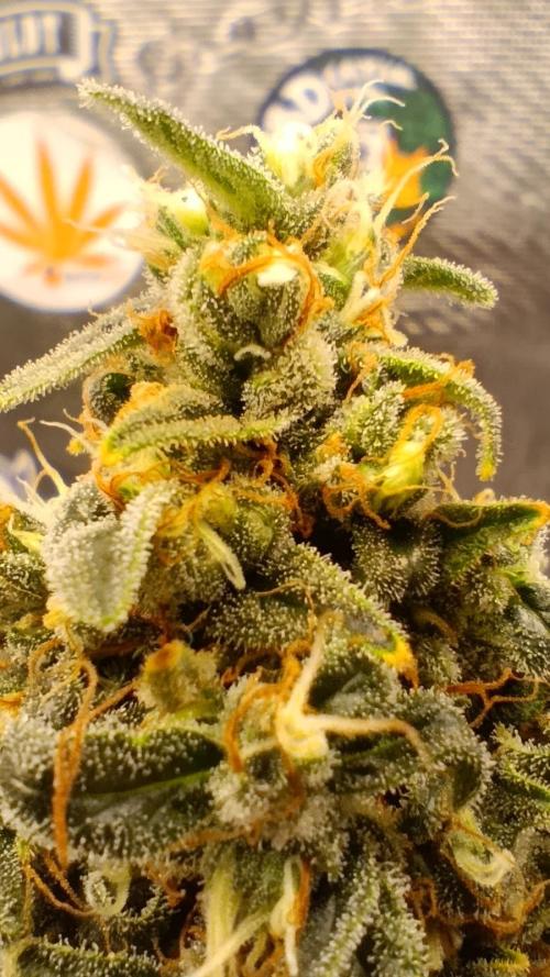 Eternity Grow cup 2026 /Sticky broccoli. Week 17