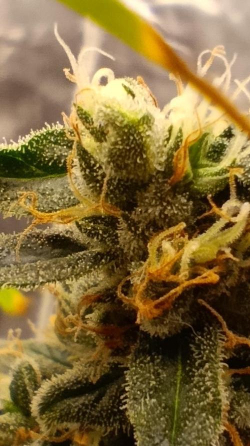 Eternity Grow cup 2026 /Sticky broccoli. Week 17