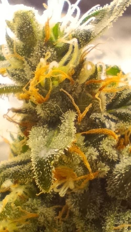 Eternity Grow cup 2026 /Sticky broccoli. Week 17