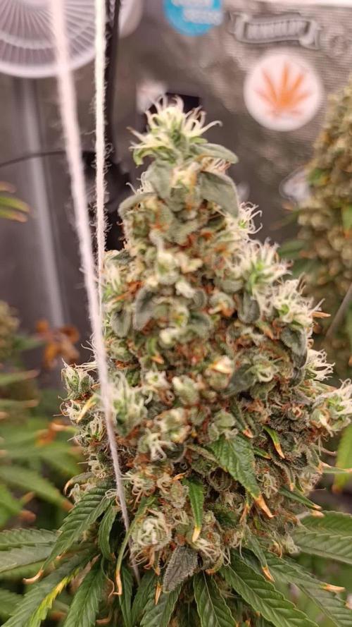 Eternity Grow cup 2026 /Sticky broccoli
