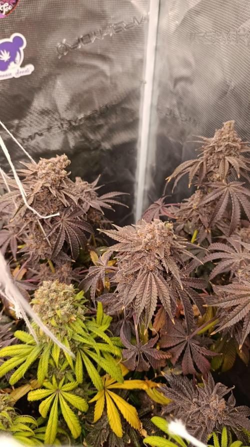 Cherry strudel Sherbisnky/Sensi seeds. Week 16
