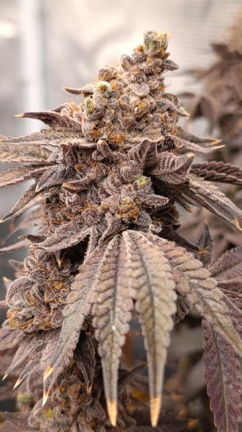 Cherry strudel Sherbisnky/Sensi seeds. Week 16