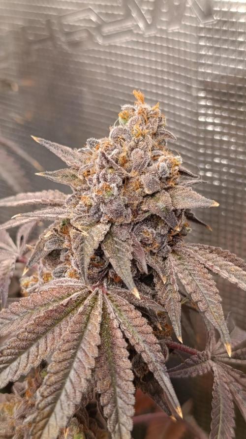 Cherry strudel Sherbisnky/Sensi seeds. Week 16