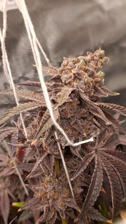 Cherry strudel Sherbisnky/Sensi seeds. Week 16