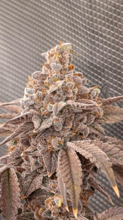 Cherry strudel Sherbisnky/Sensi seeds. Week 16