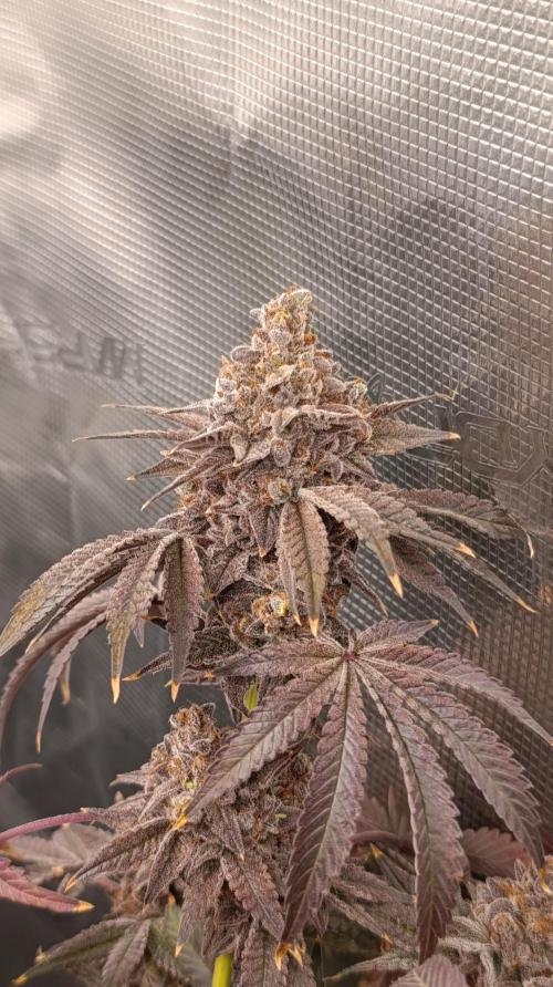 Cherry strudel Sherbisnky/Sensi seeds. Week 16