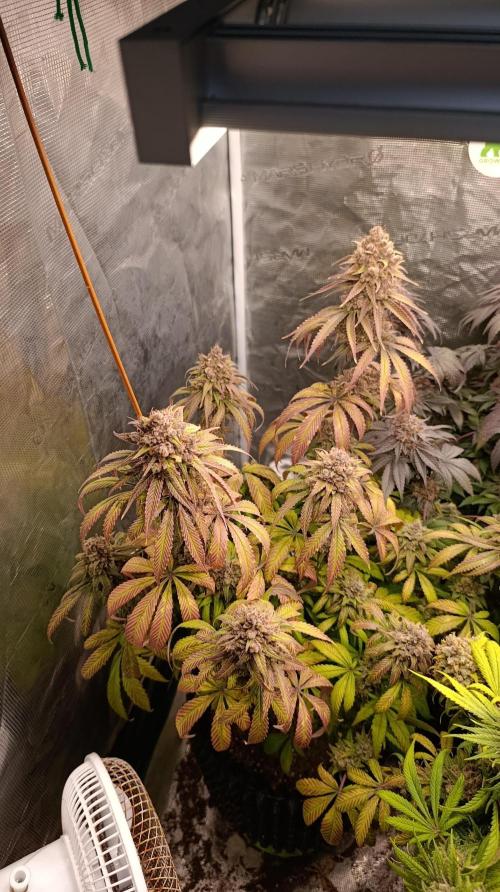 Malasana cookies/Exotic seeds. Week 17