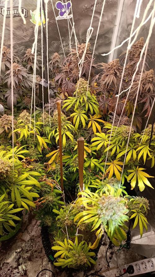 Malasana cookies/Exotic seeds. Week 17