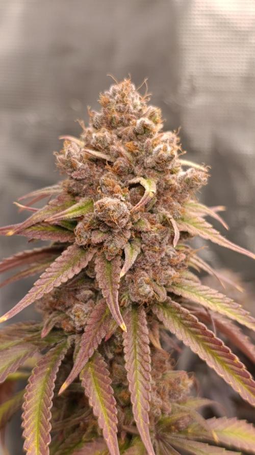 Malasana cookies/Exotic seeds. Week 17