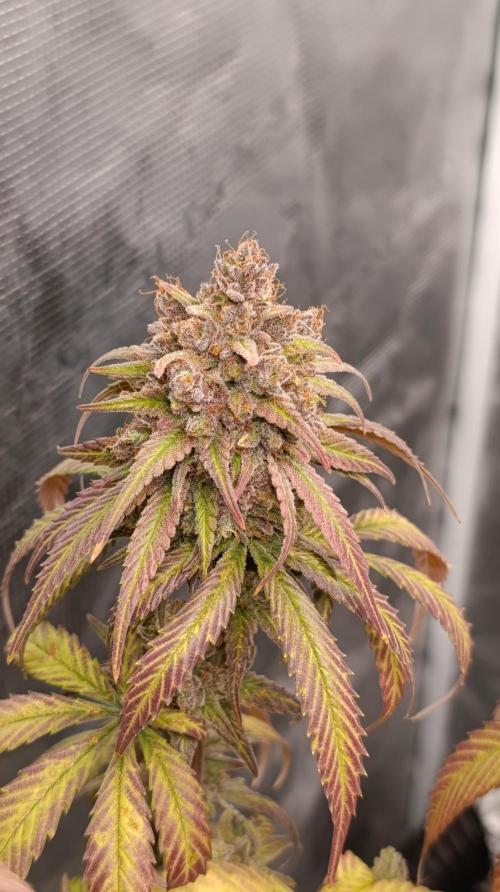 Malasana cookies/Exotic seeds. Week 17