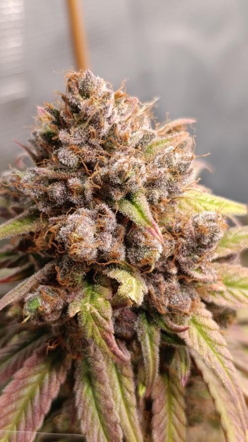 Malasana cookies/Exotic seeds. Week 17