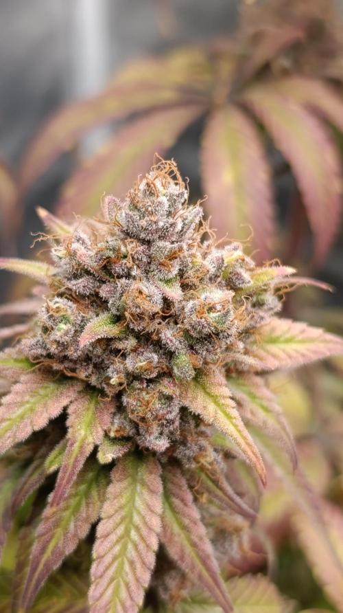 Malasana cookies/Exotic seeds. Week 17