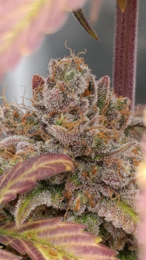 Malasana cookies/Exotic seeds. Week 17