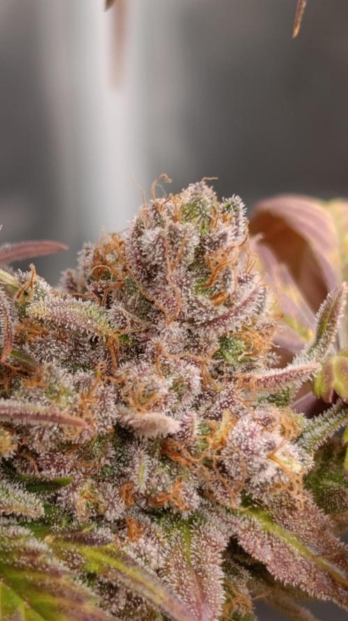 Malasana cookies/Exotic seeds. Week 17