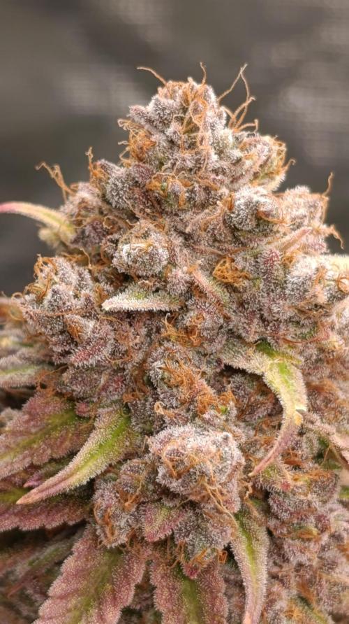Malasana cookies/Exotic seeds. Week 17