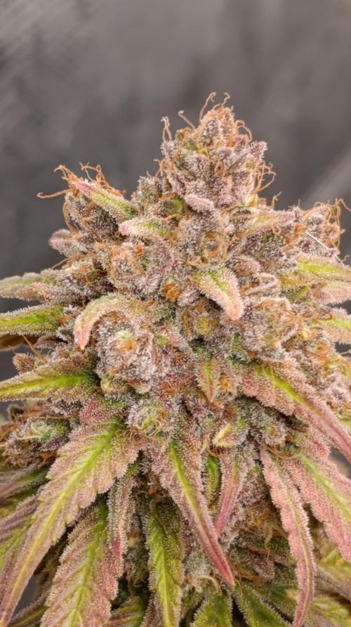 Malasana cookies/Exotic seeds. Week 17