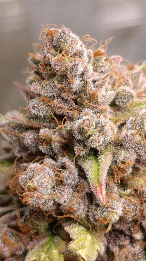 Malasana cookies/Exotic seeds. Week 17