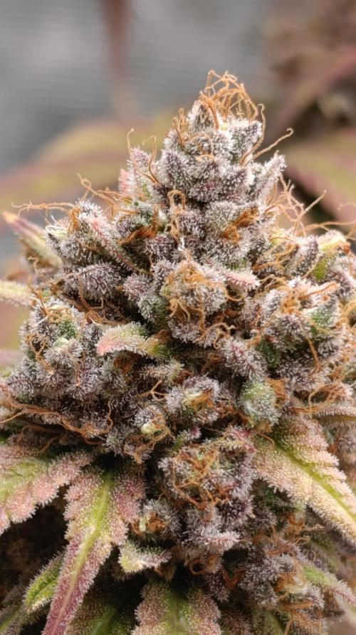Malasana cookies/Exotic seeds. Week 17