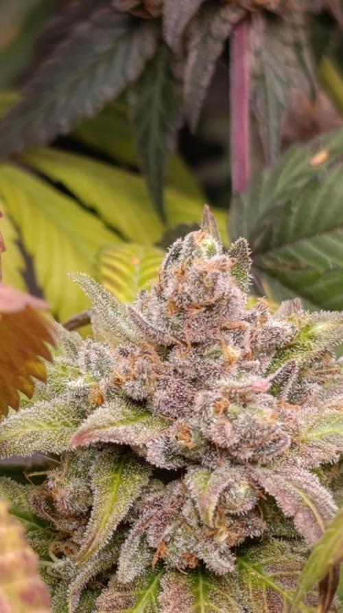Malasana Cookies. Week 17