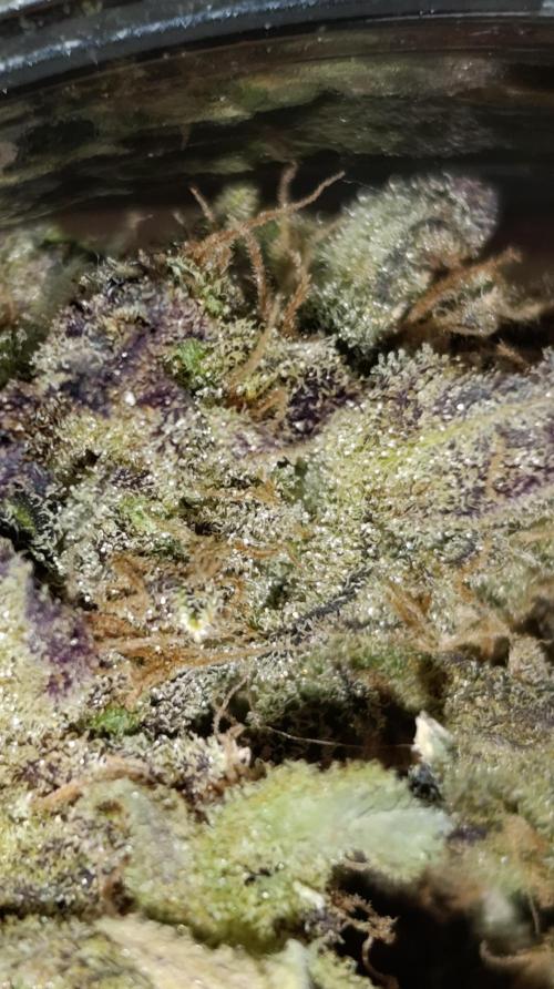 Smashberry Fumez Anesia DWC. Week 17
