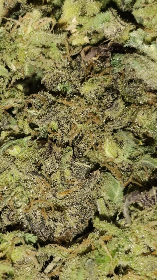 Smashberry Fumez Anesia DWC. Week 17