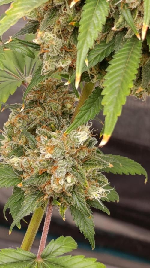 Eternity Grow cup 2026 /Sticky broccoli. Week 18