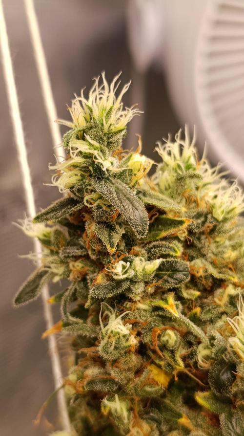 Eternity Grow cup 2026 /Sticky broccoli. Week 18